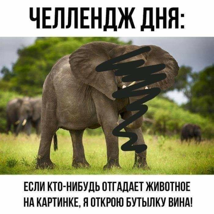 ЧЕЛЛЕНДЖ ДНЯ ЕСЛИ КТО НИБУДЬ ПТГАДАЕТ ЖИВОТНПЕ НА КАРТИНКЕ Я ОТКРПЮ БУТЫЛКУ ВИНА