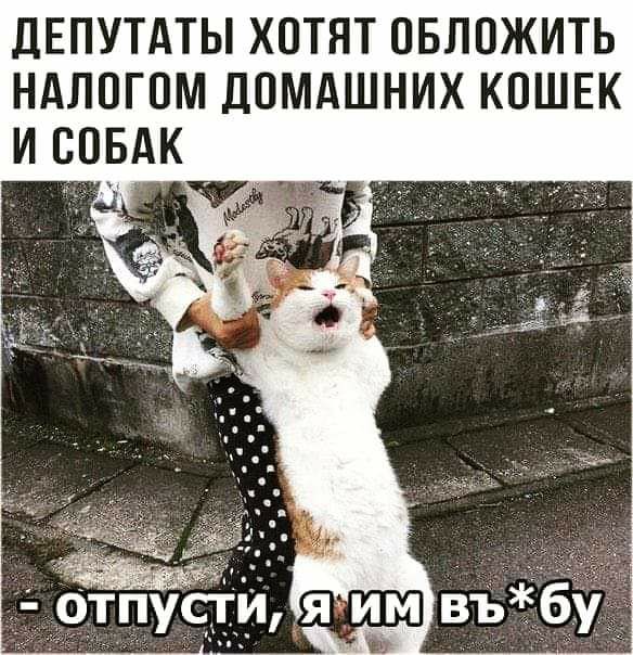 дЕПУТАТЫ хотят овложить ндлпгпм домдшних кошек и совдк