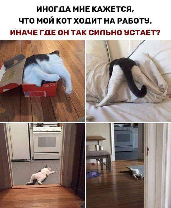 ИНОГДА МНЕ КАЖЕТСЯ ЧТО МОЙ КОТ ХОДИТ НА РАБОТЗ ИНАЧЕ ГДЕ ОН ТАК СИПЬНО ЭСТАЕТ