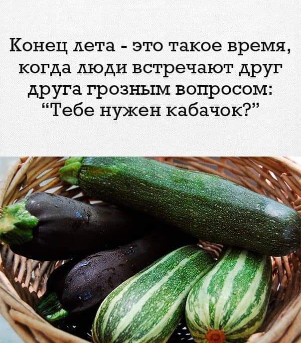Конец лета это такое время когда люди встречают друг друга грозным вопросом Тебе нужен кабачок