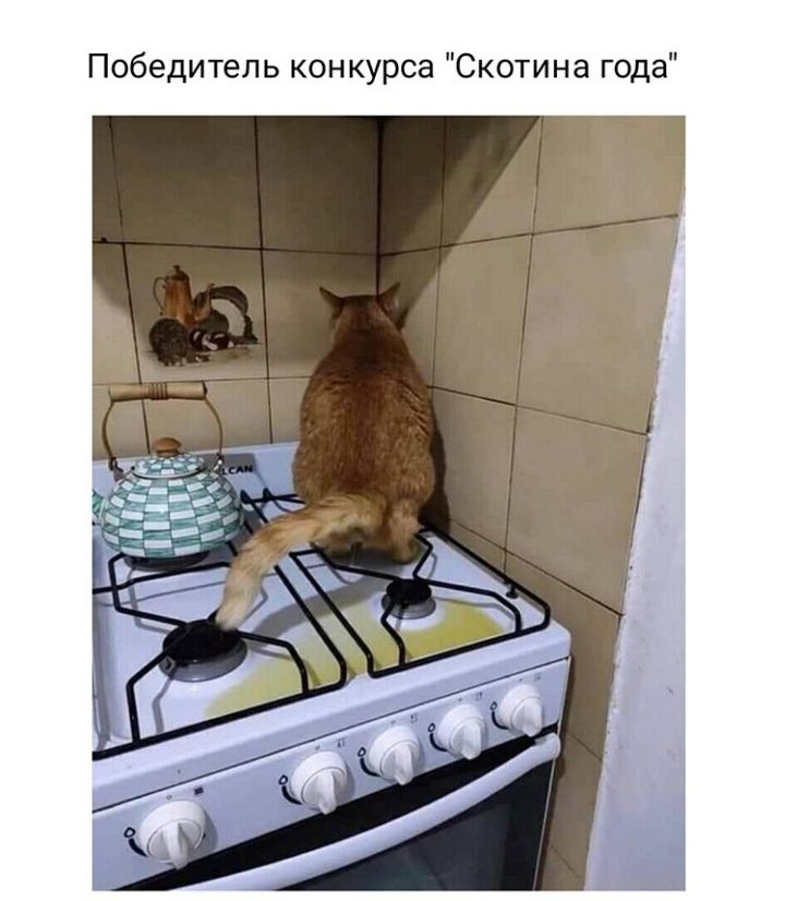 Победитель конкурса Скотина года