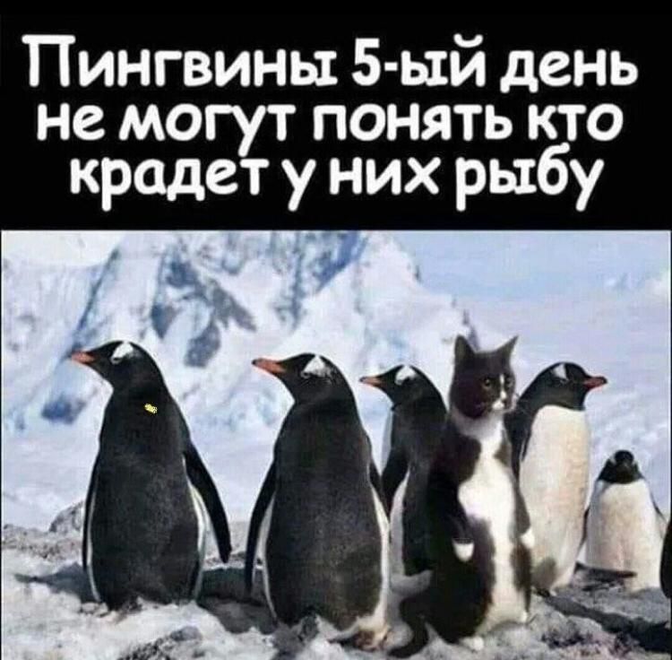 Пингвины 5 Ь1й день не могут понять кто крадет у них рыбу