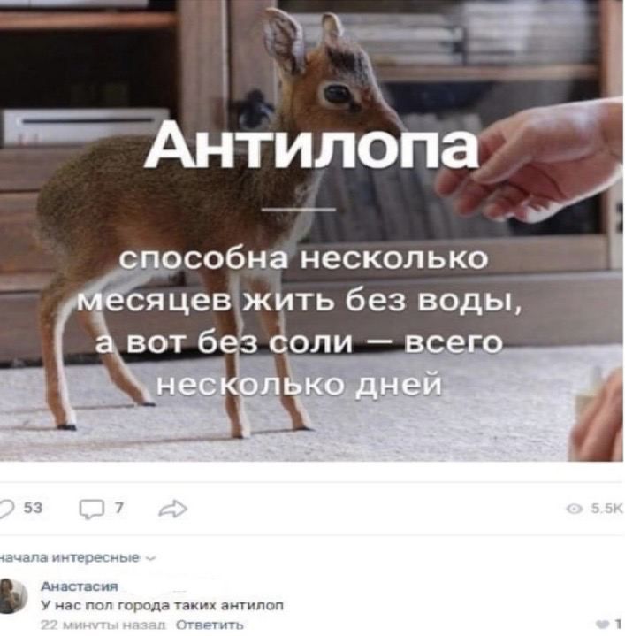 Антилбпат способна несколько 1 сяцев жить без воды вотб з доли вс _ 1 с Анастасия у нас поп города гаи