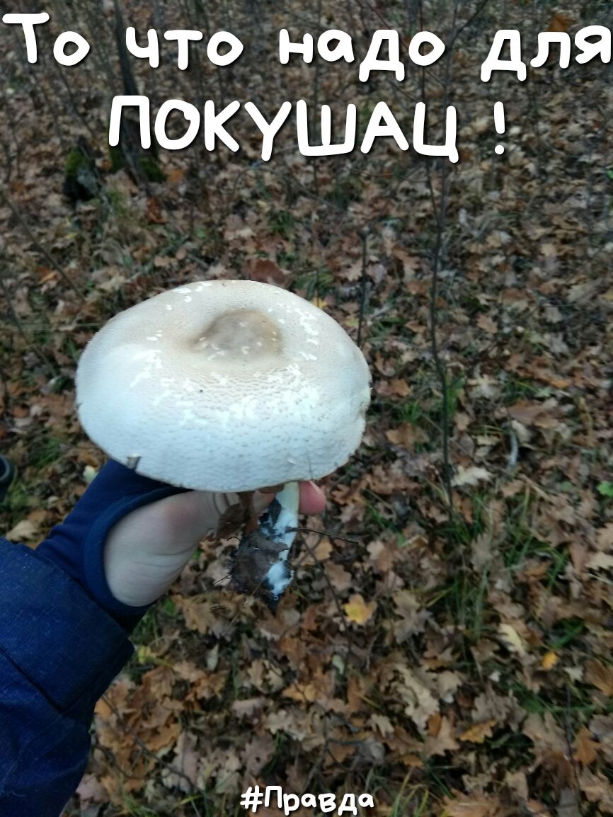 То что надо для ПОКУШАЦ