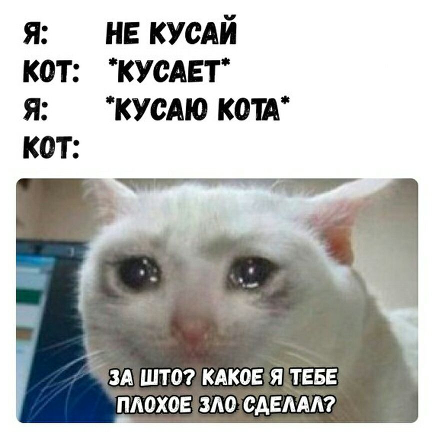 я не КУСАЙ кот КУСАЕТ я кусАю кож зд шта кдков я ТЕБЕ плохое зле едем