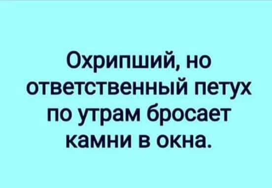 Охрипший но ответственный петух по утрам бросает камни в окна