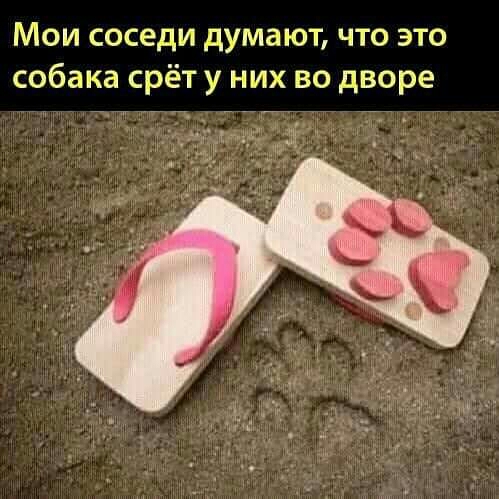 Мои соседи дума ют что это собака срёт у них во дворе