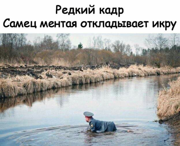 Редкий кадр Самец ментая откладывает икру