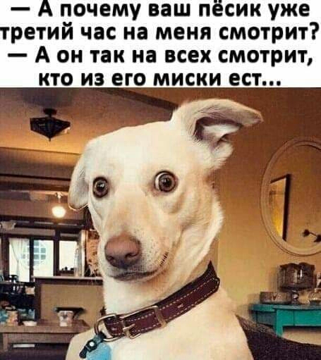 почему ваш п сик уже ретий час на меня смотрит А он так на всех смотрит кто из его миски ест