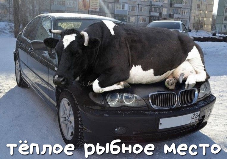_ 1 в тёплое рыбное мест