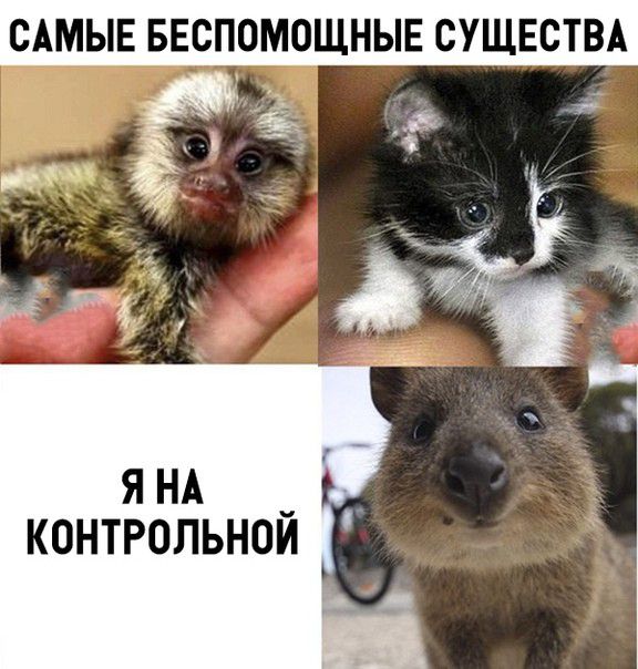 САМЫЕ БЕСПОМОЩНЫЕ СУЩЕСТВА на я НА контрольном