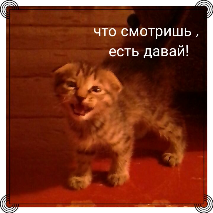 й что смотришь есть давай