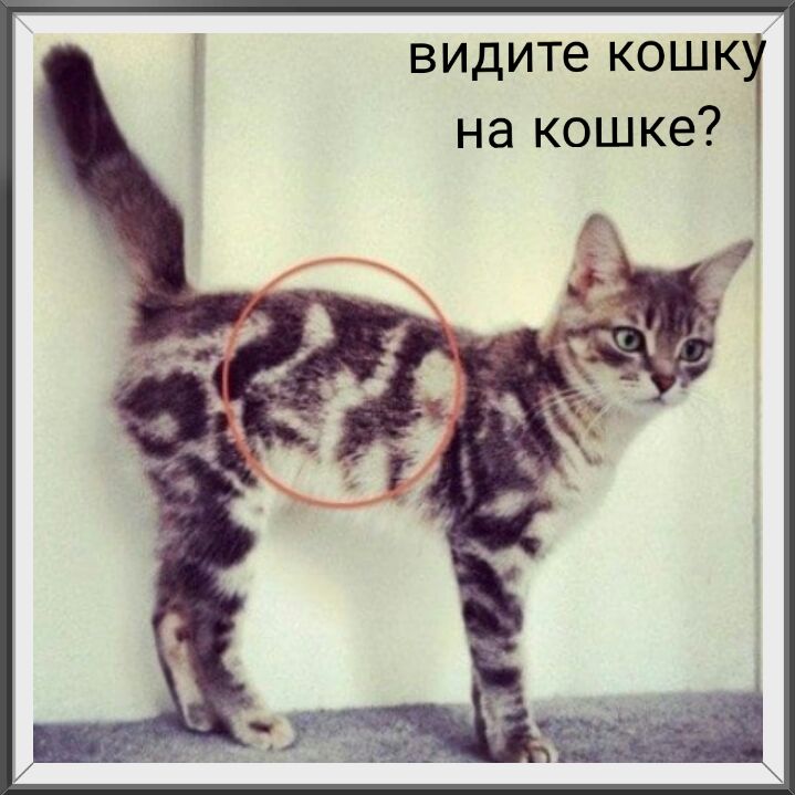 видите кошк на кошке