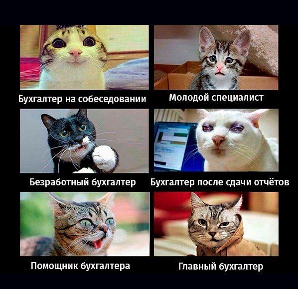Помощник бухгалтера Главный бухгалтер