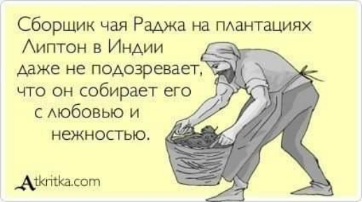 Сборщик чая Раджа на ПАантациях Аиптон в Индии даже не подозревает что он собирает его с мобовыо и нежностью АшггъКАсогп
