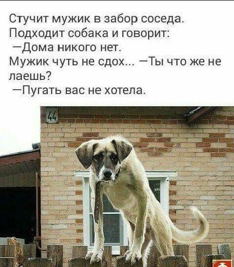 Забор собак из дома