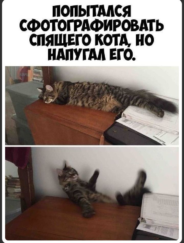 ПОПЫТМСЯ СФОТОГРАФИРОВАТЬ СПЯЩЕГО КОТА НО НАПУГМ ЕГО