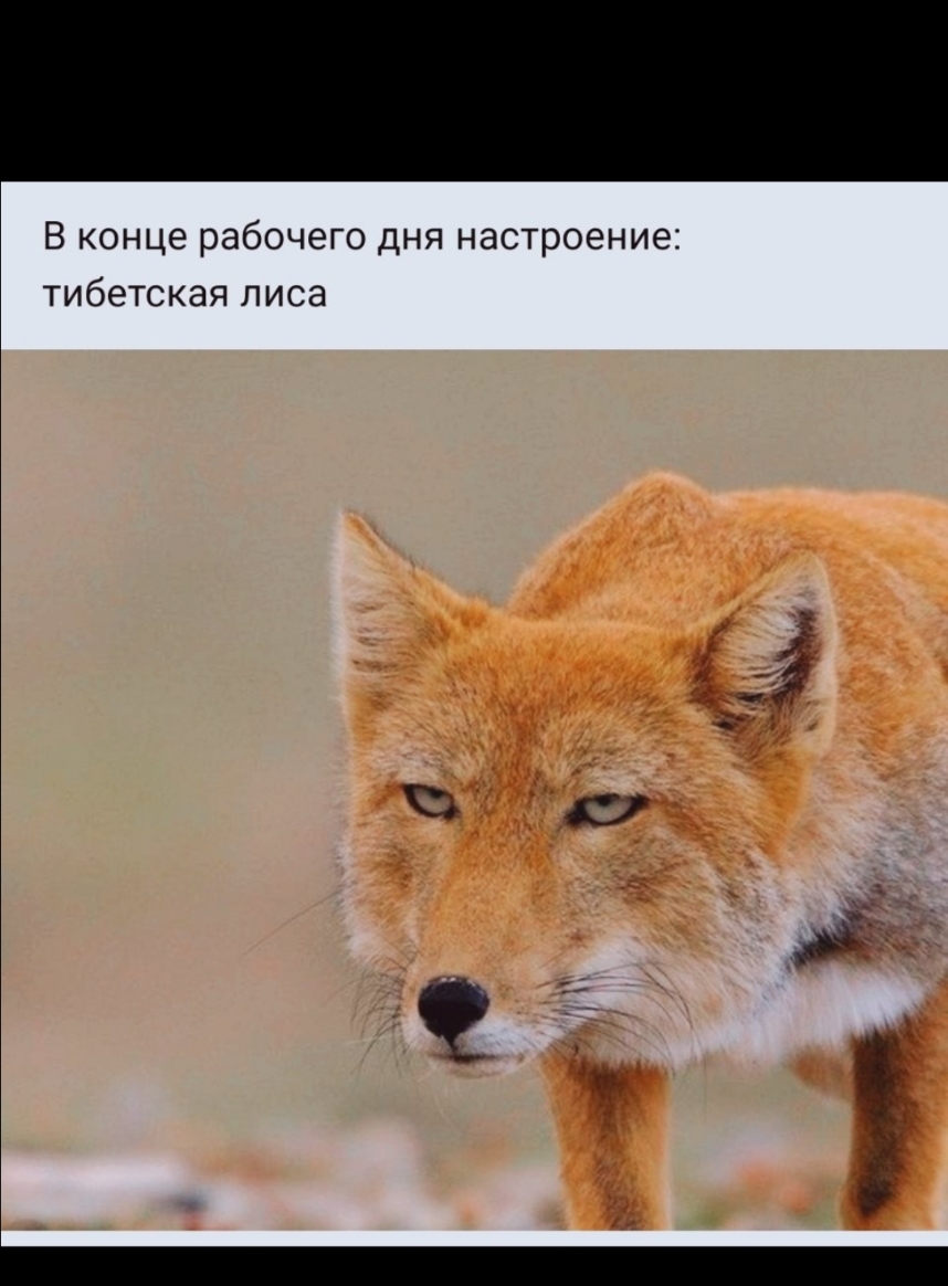 В конце рабочего дня настроение тибетская лиса