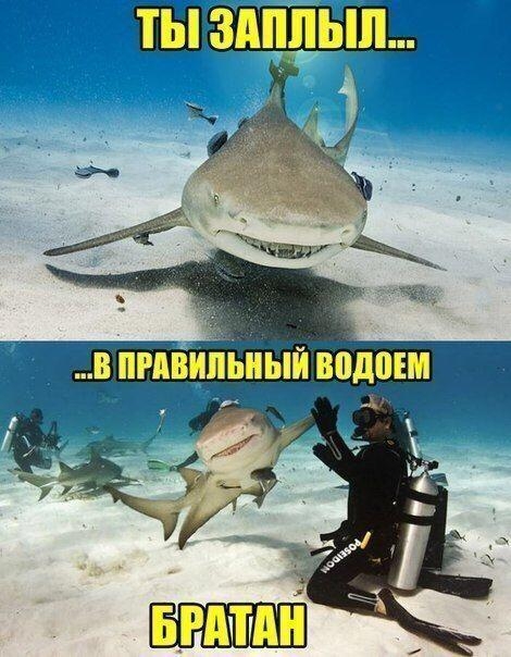 Т ц и