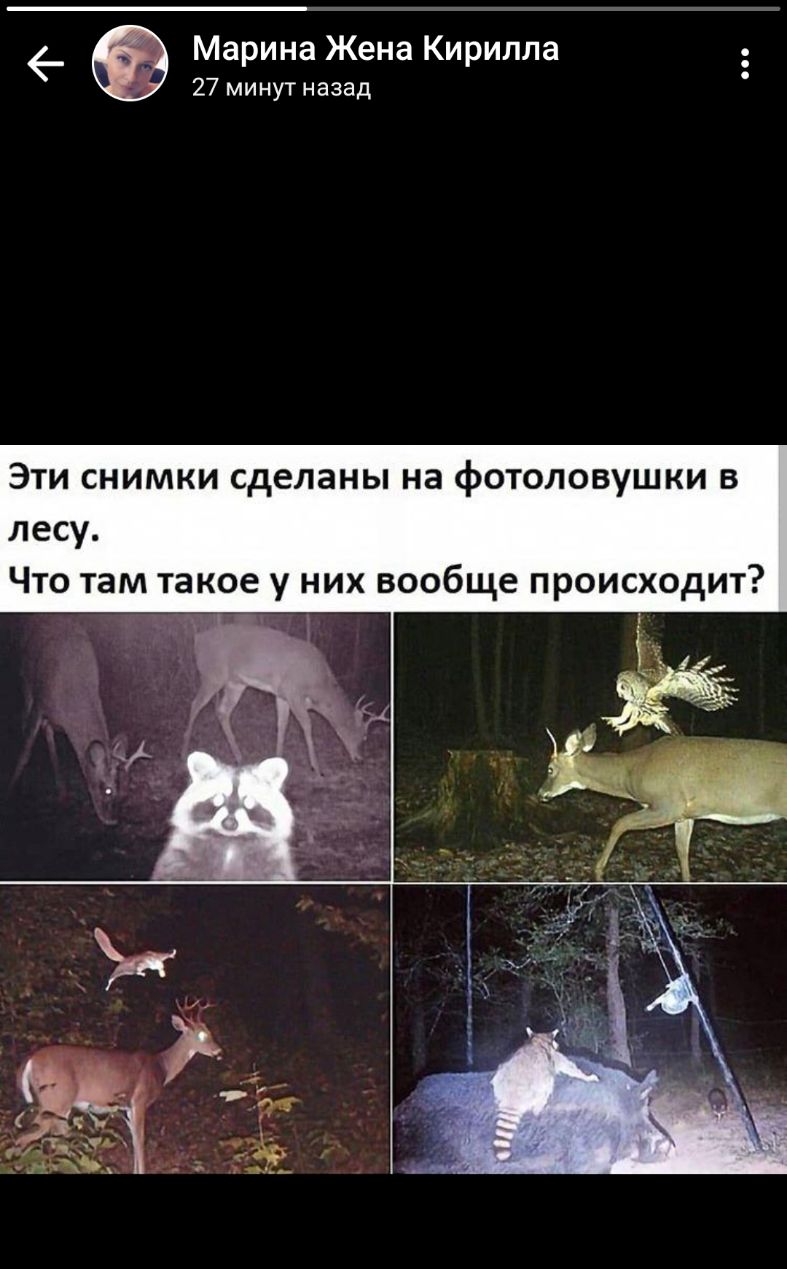 _ Марина Жена Кирилла 27 минут назад Эти снимки сделаны на фотоловушки в лесу Что там такое у них вообще происходит