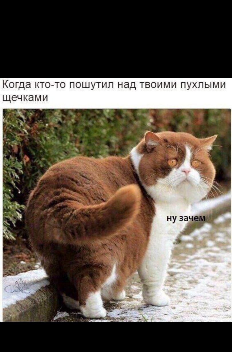 Когда КТО ТО ПОШУТИЛ НЭД ТВОИМИ ПУХПЫМИ ЩЭЧКЭМИ