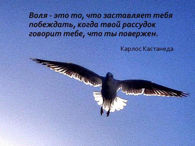Воля это то что заставляет тебя побеждать когда твой рассудок говорит тебе что ты повержен Карлос Кастанеда