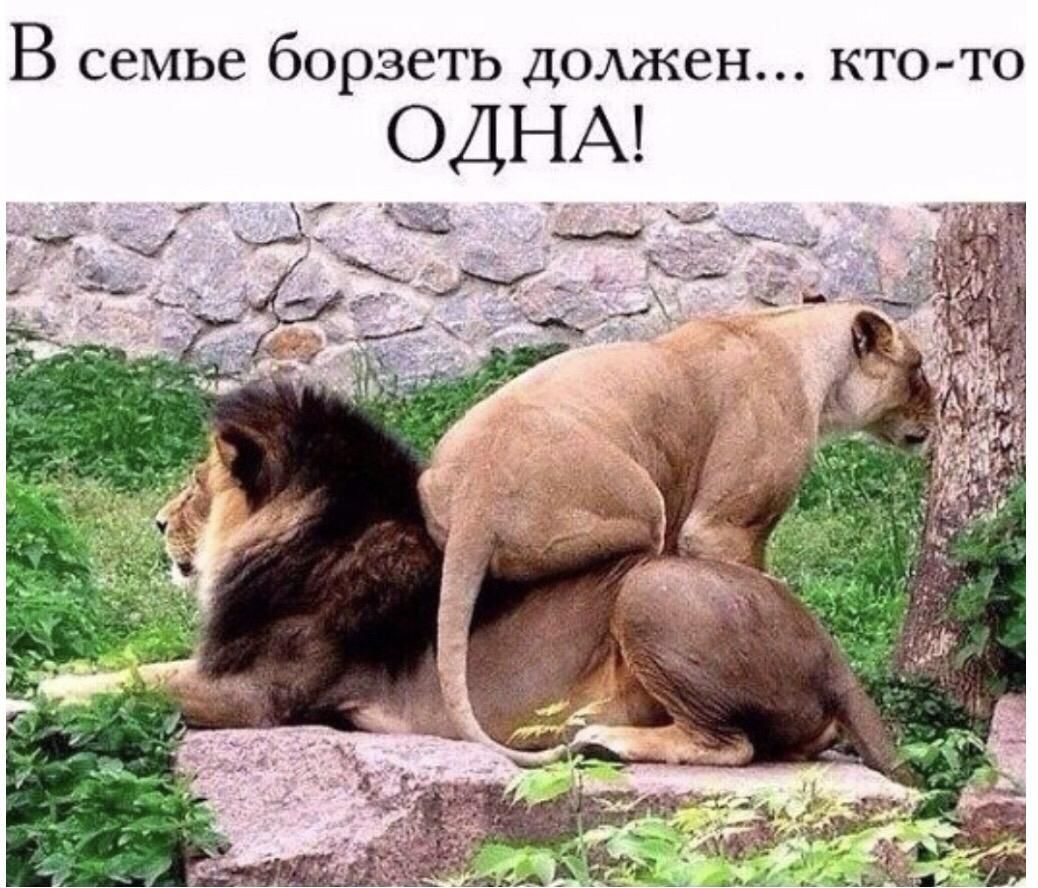 В семье борзеть ДОАЖеН КТО ТО ОДНА