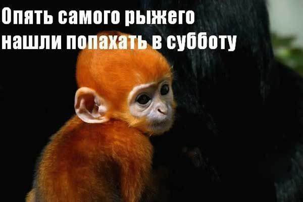 опять самого пыжею нашли пощечину