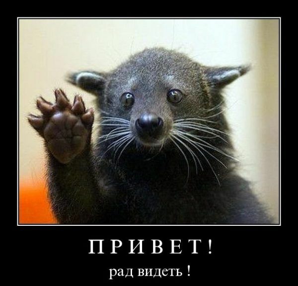 ПРИВЕТ рад видеть