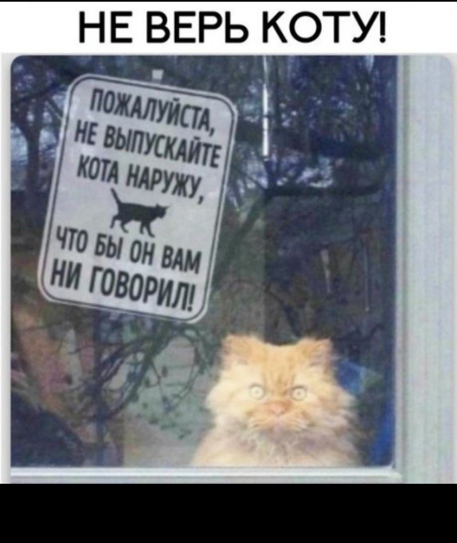 НЕ ВЕРЬ КОТУ
