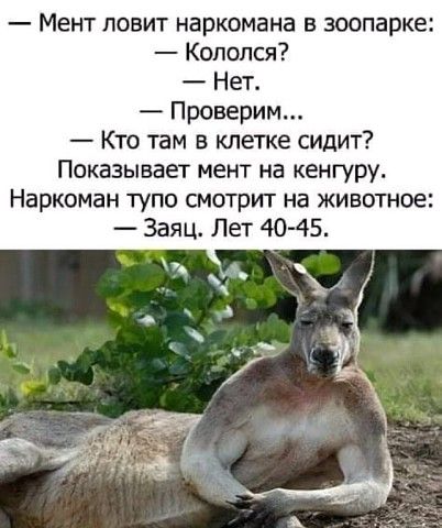 Мент ловит наркомана в зоопарке Кололся Нет Проверим Кто там в клетке сидит Показывает мент на кенгуру Наркоман тупо смотрит на животное Заяц Лет 40 45