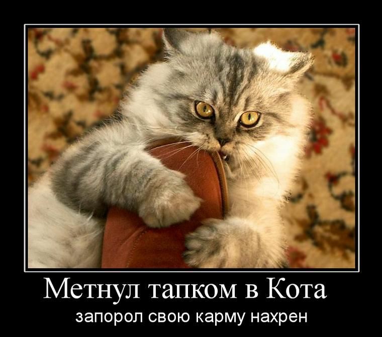 Метнул тапком в Кот запорол свою карму нахрен