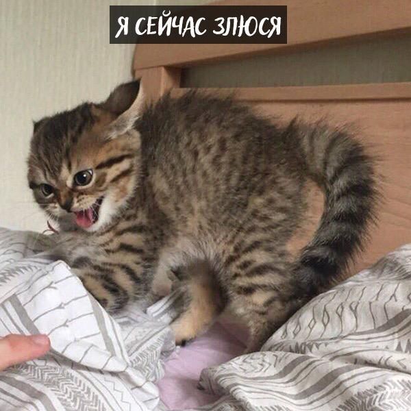 я сЕйъЁАс злюся