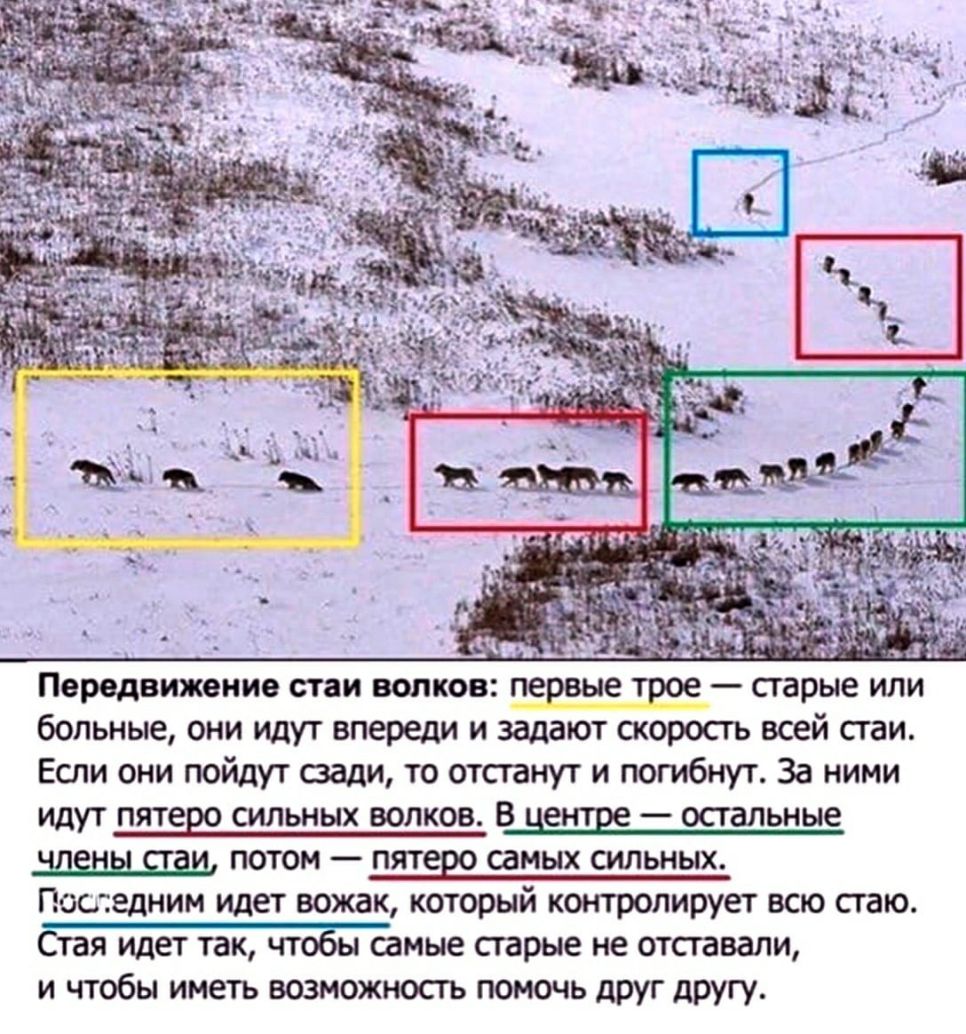 больные они идут впереди и задают скоросгь всей стаи Если они пойдут сзади то отсганут и погибнут За ними ИДУТ ПЯТёШ СИЛЬНЫХ ВОЛКОВ В ЦЗЦЕЁ _ остальные потом ПЯТЩ самых сильных Последним идет вожак который контролирует всю стаю Стая идет так чтаы самые сгарые не отставали и чтобы иметь возможность помочь друг другу
