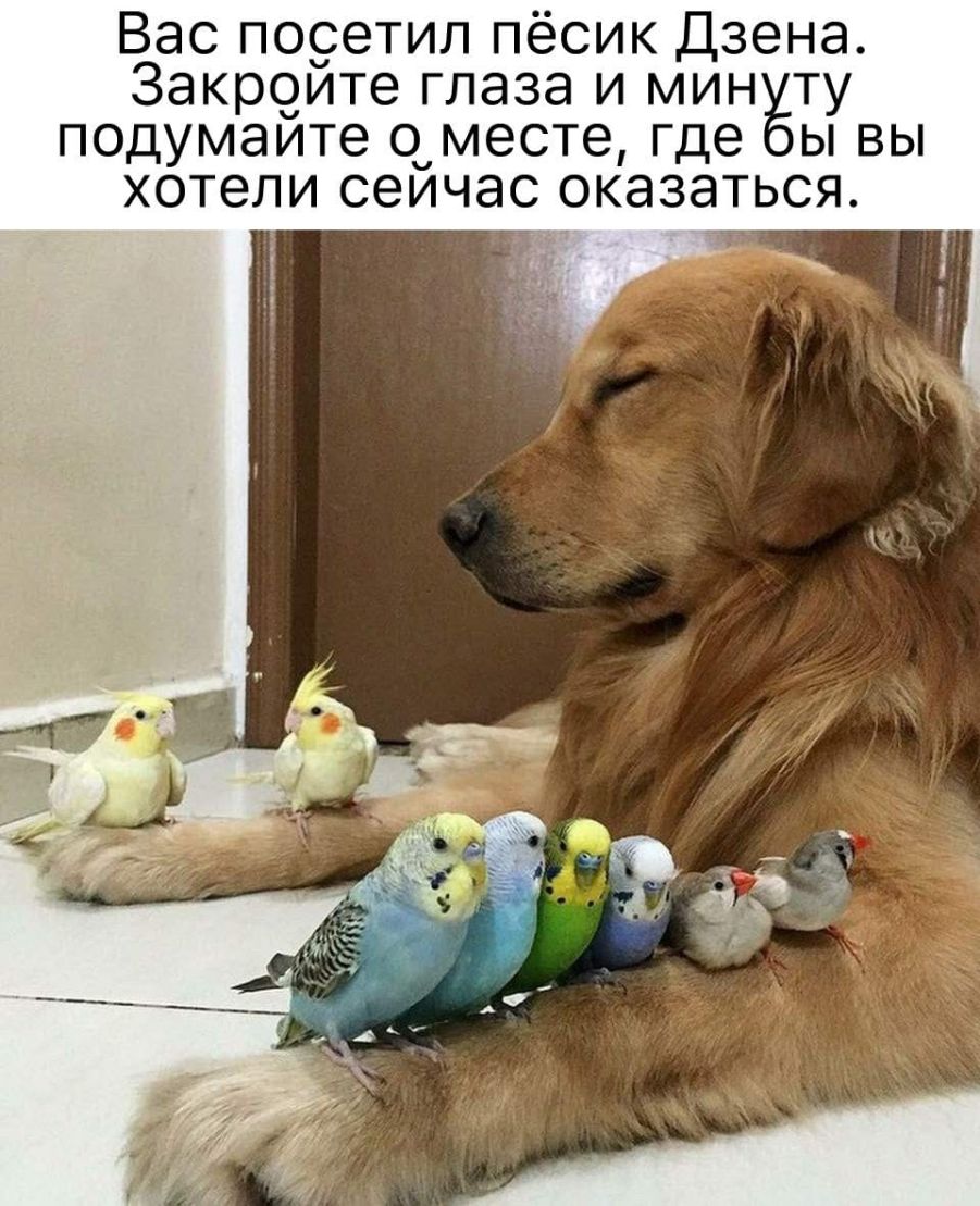 Вас посетил пёсик Дзена Закройте глаза и мин ту подумаите о месте где ы вы хотели сейчас оказаться