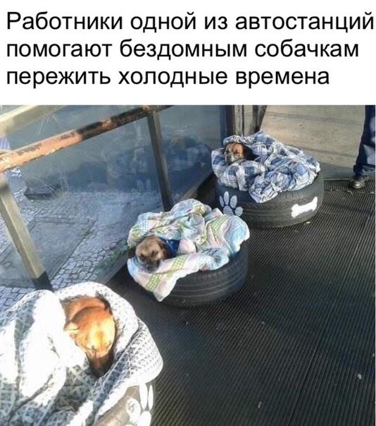 Работники одной из автостанций помогают бездомным собачкам пережить холодные времена