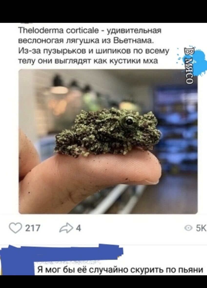 ТПеіоаегта сотсаіе удивительная веслоногая лягушка из Вьетнама Из за пузырьков и шипиков по всему телу они выглядят как кустики мха 217 4 ЭК Я мог бы её случайно скурить по пьяни