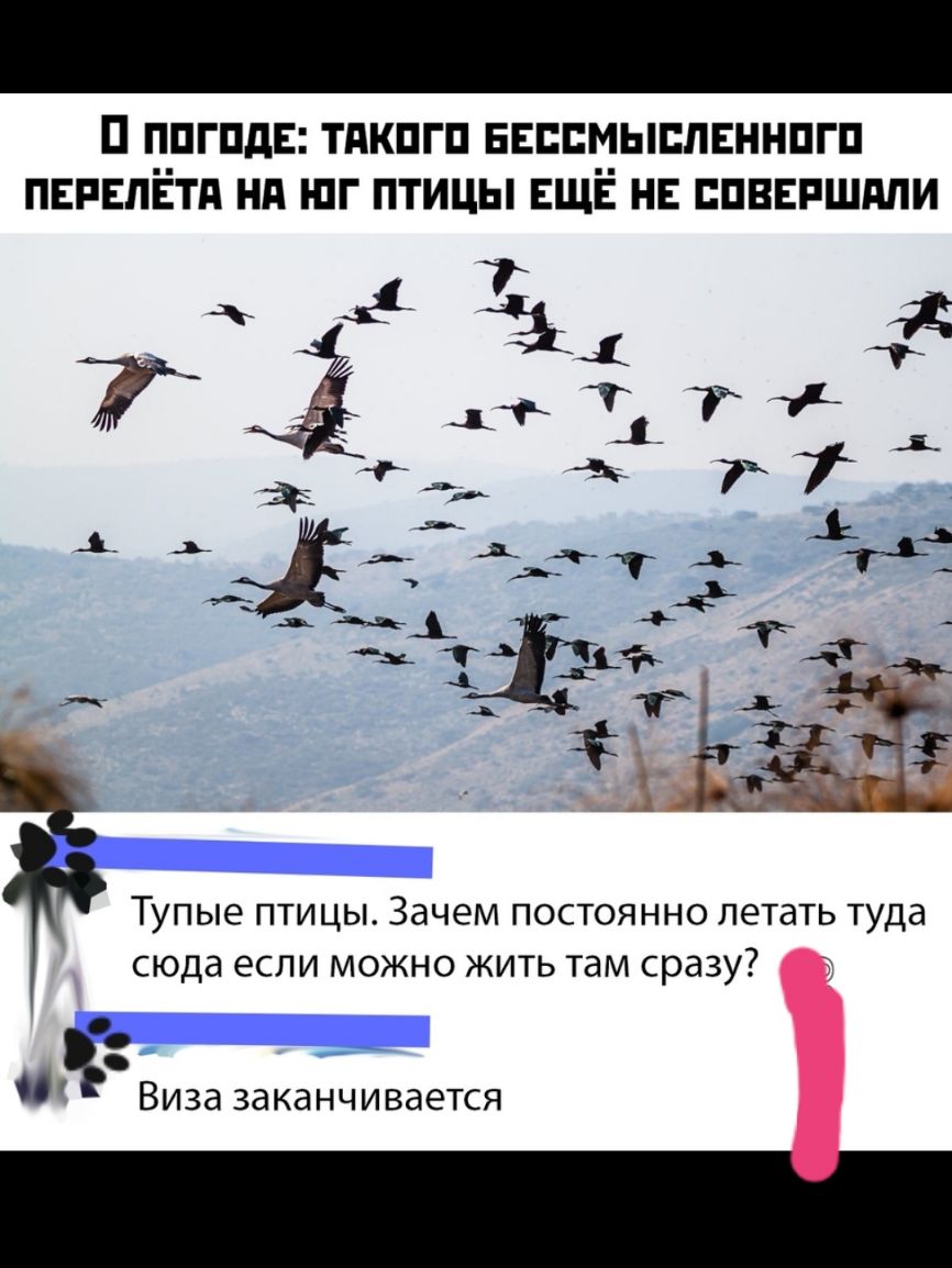 П ППГПдЕ ТПКПГП БЕЕБМЬШЛЕННПГП ПЕРЕПЁТА Нд ШГ ПТИЦЫ ЕЩЁ НЕ БПВЕРШМИ 21 7х ь _ Тупые птицы Зачем постоянно летать туда сюда если можно жить там сразу 3 Виза заканчивается