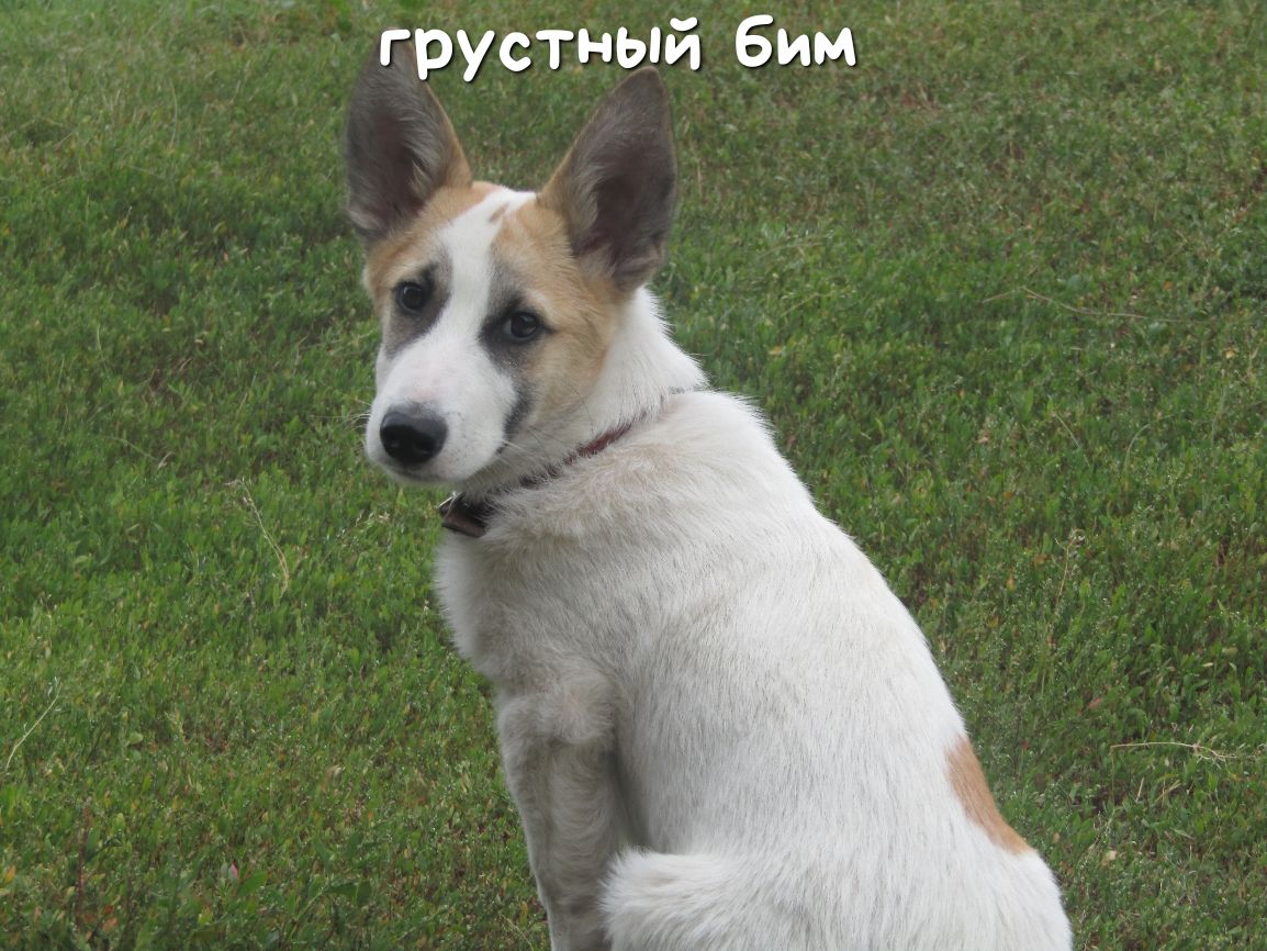грустный Бим