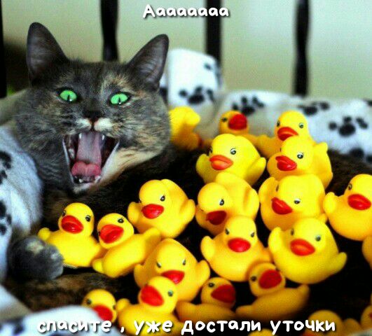 Ь п уже достали Уточки