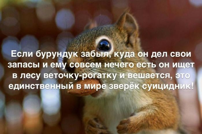 буру уЁук забЭкуда дел свои запасы и е совсемт нечего в лесу точку ра единст ый В мирт