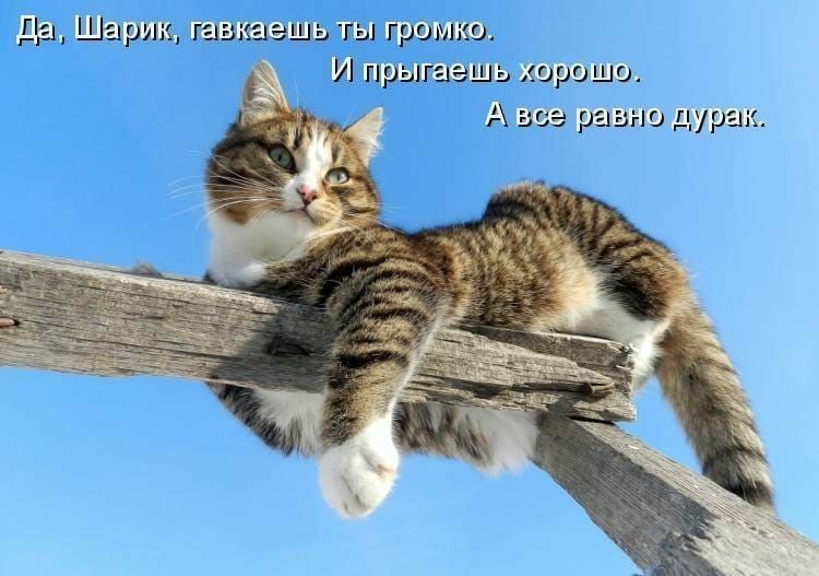 Да Шарик гаакаэшь гы громко И прыгаешь хорошо А все равно дурак