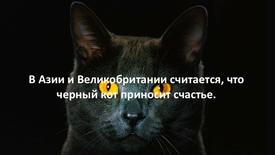 из СЧИТЗЕТСЯ ЧТО СЧЭСТЬЕ В Азии й Вел черный