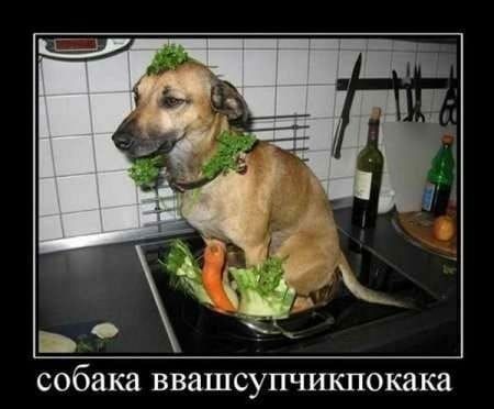 собака ввашсупчикпокака
