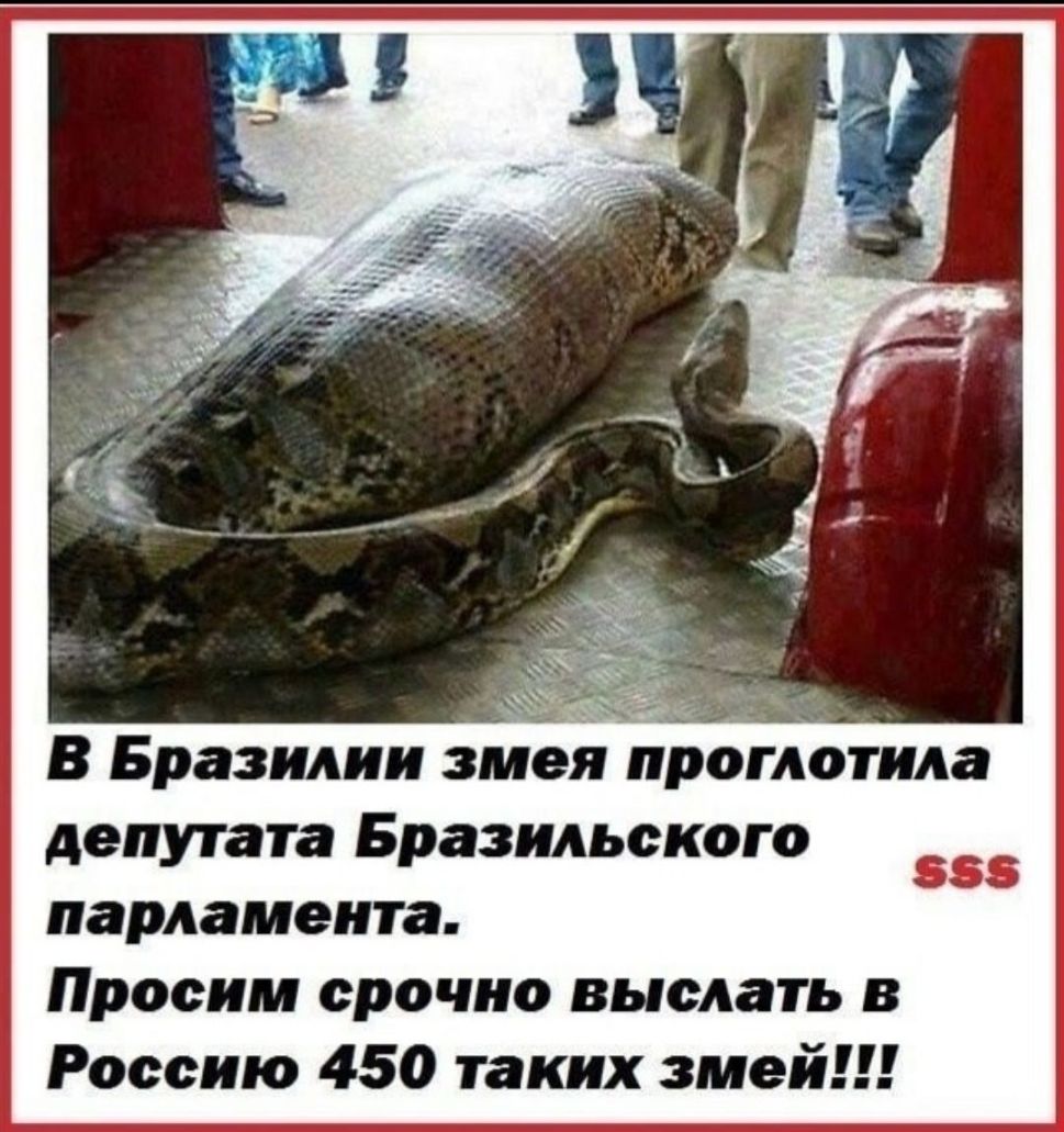 В Бразилии змЁя проглотила депутата Бразильского парламента Просим срочно выслать в Россию 450 таких змей