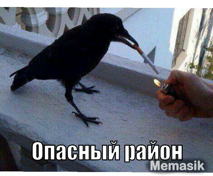 опасный пайон Метазік
