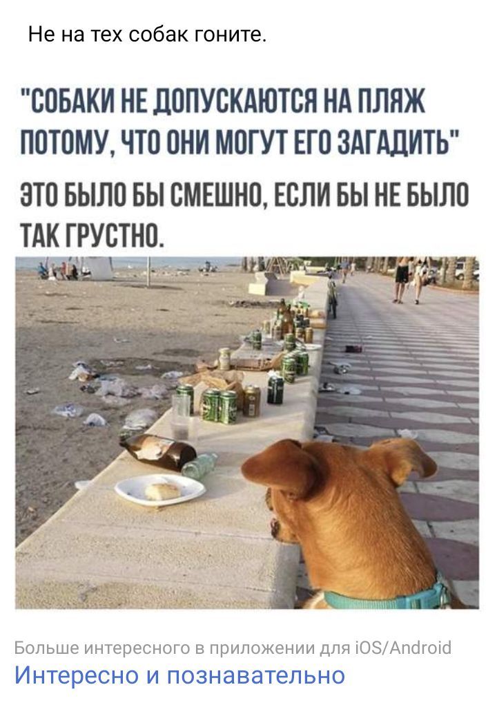 Не на ТЕХ собак гоните СОБАКИ НЕ ДОПУСКАЮТОН НА ПЛЯЖ ПОТОМУ ЧТО ОНИ МОГУТ ЕГО ЗАПЩИТЬ ЭТО БЫЛО БЫ ОМЕШНО ЕСЛИ БЫ НЕ БЫЛО Больше интересного в приложении для іОЗАпогоіо Интересно И ПОЗНЗВЗТеЛЬНО