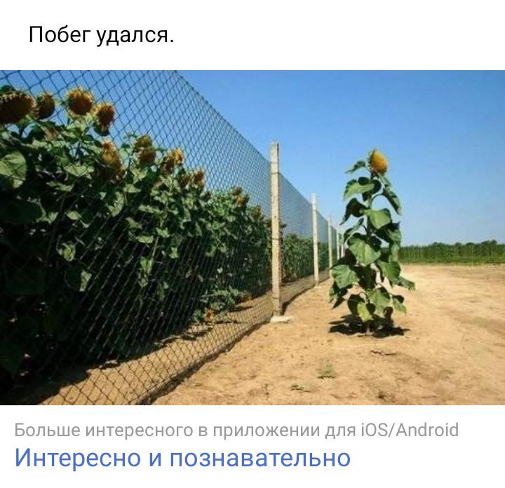 Побег удался ИНТЕРЕСНО И ПОЗНЭВЭТЕЛЬНО
