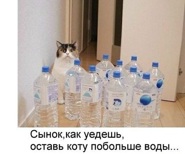 СЬН0К как уедешь оставь КОТУ ПОбОПЬШЭ ВОДЫ