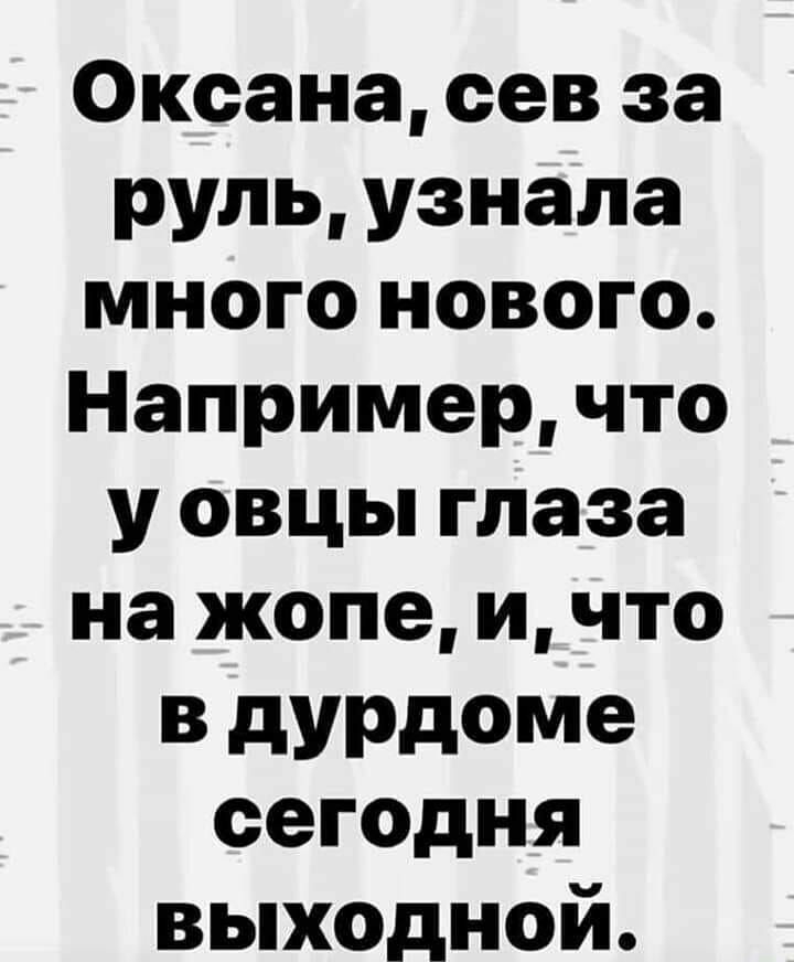 Оксана сев за руль узнала много нового Например что у овцы глаза на жопе и что В дУРдоме сегодня выходной